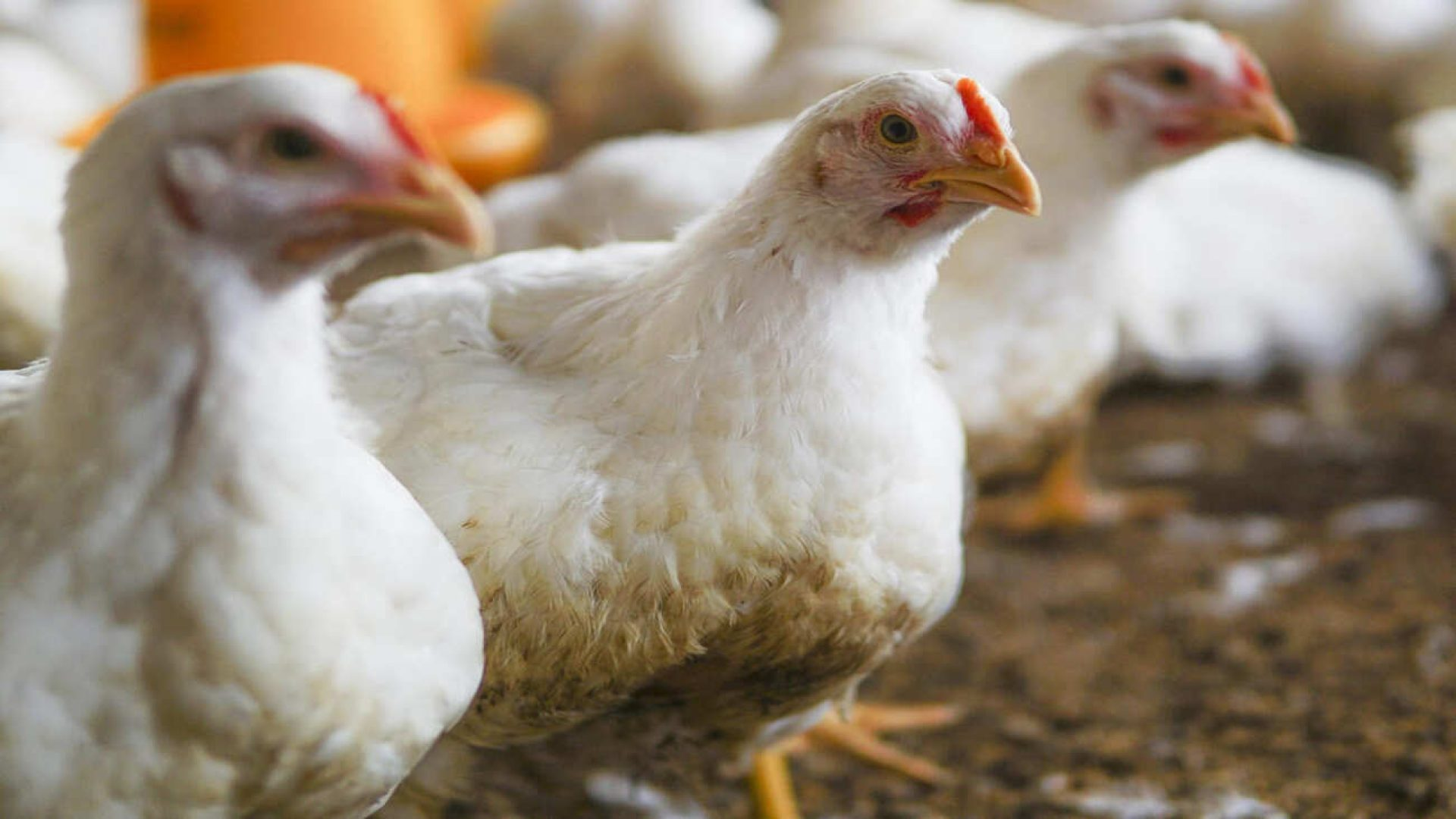 poulet