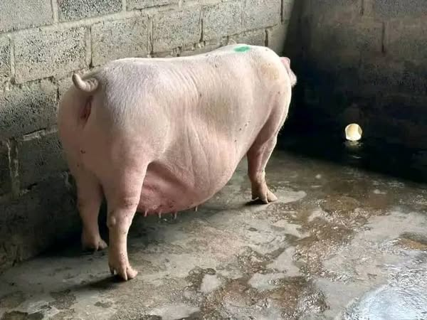 Porc