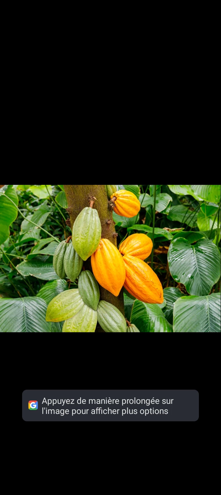 la maison cacao